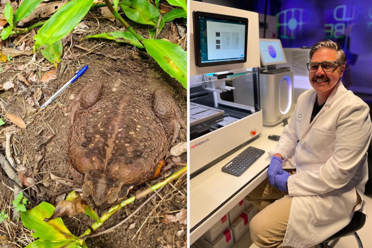 australia-races-to-engineer-cane-toad-resistant-northern-quoll