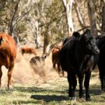 australian-farmers-set-to-reap-record-106-4-billion-harvest