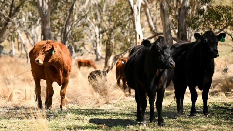 australian-farmers-set-to-reap-record-106-4-billion-harvest