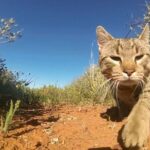 cat-containment-policy-delayed-until-2029-in-macedon-ranges