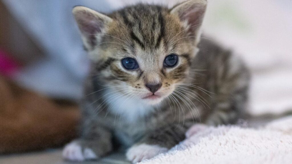 cats-shout-more-at-men-study-reveals-surprising-findings