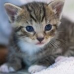 cats-shout-more-at-men-study-reveals-surprising-findings