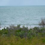 council-urges-action-against-illegal-tree-planting-now