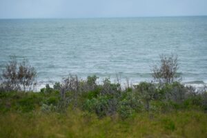 council-urges-action-against-illegal-tree-planting-now