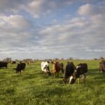 dairy-australia-launches-urgent-workshops-for-farmers-in-january
