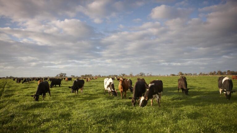 dairy-australia-launches-urgent-workshops-for-farmers-in-january