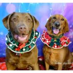 dogs-dish-on-human-follies-2025-s-most-absurd-moments-revealed