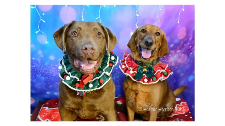 dogs-dish-on-human-follies-2025-s-most-absurd-moments-revealed