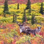 exciting-holiday-quiz-2025-challenges-players-worldwide-now-