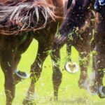 exciting-races-await-at-orange-s-final-meeting-of-2023