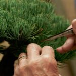 explore-plant-connections-in-jesse-mclean-s-new-documentary