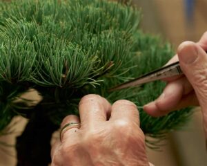 explore-plant-connections-in-jesse-mclean-s-new-documentary