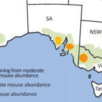 farmers-adapt-strategies-as-mouse-numbers-surge-in-wimmera