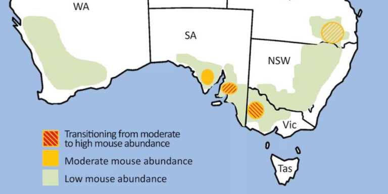 farmers-adapt-strategies-as-mouse-numbers-surge-in-wimmera