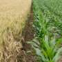 farmers-embrace-diverse-planting-to-cut-costs-and-boost-yields
