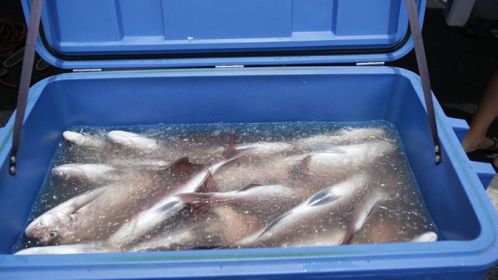 Commercial demersal fishing will be banned in the new year.