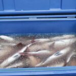 Commercial demersal fishing will be banned in the new year.