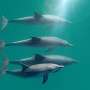 friendships-help-male-dolphins-age-more-slowly-study-finds