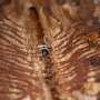 fungus-turns-spruce-bark-beetle-defenses-against-pathogens