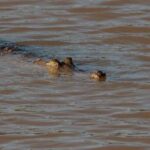 heroic-officer-rescues-body-from-croc-infested-floodwaters