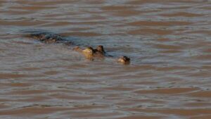 heroic-officer-rescues-body-from-croc-infested-floodwaters
