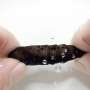 insect-pupae-use-hissing-sounds-to-deter-predators-study-shows