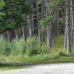 italian-court-declines-christmas-reunion-for-forest-family-