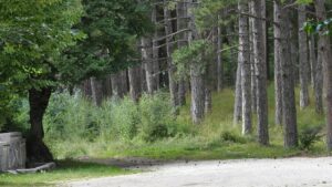 italian-court-declines-christmas-reunion-for-forest-family-