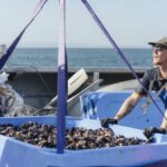jervis-bay-mussels-confirmed-as-nutrient-rich-superfood-source