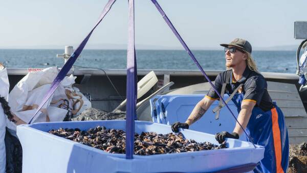 jervis-bay-mussels-confirmed-as-nutrient-rich-superfood-source
