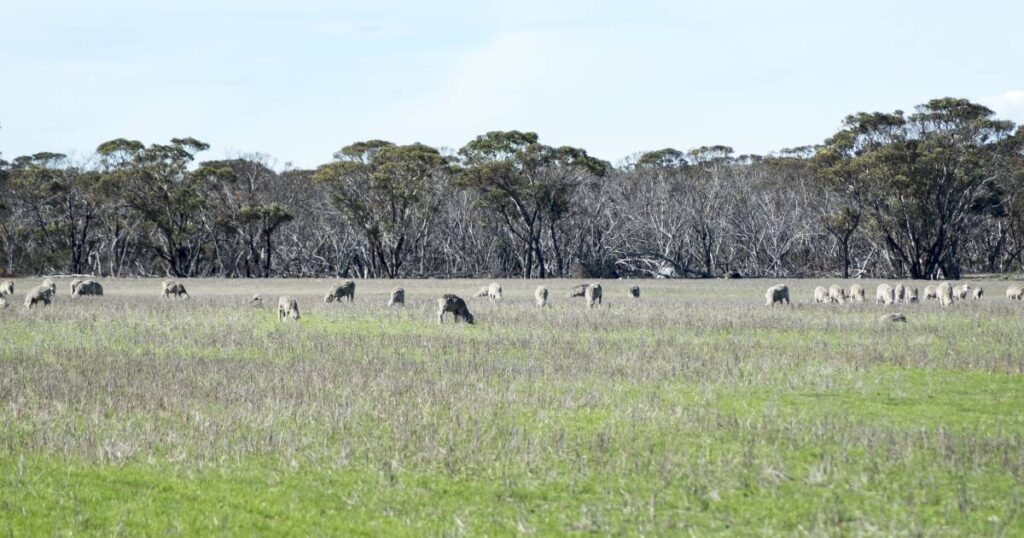 land-values-set-for-growth-in-2026-driven-by-family-farmers