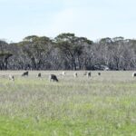 land-values-set-for-growth-in-2026-driven-by-family-farmers