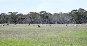 land-values-set-for-growth-in-2026-driven-by-family-farmers