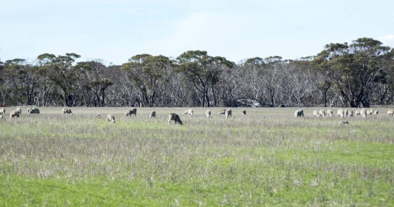 land-values-set-for-growth-in-2026-driven-by-family-farmers