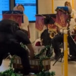 man-charged-after-stealing-christmas-donations-in-sydney