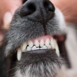 man-sentenced-after-threatening-council-ranger-over-dog-dispute