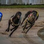 mount-gambier-hosts-exciting-greyhound-maiden-stake-races