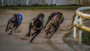 mount-gambier-hosts-exciting-greyhound-maiden-stake-races