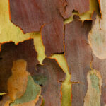 murray-bridge-photography-club-reveals-stunning-year-end-images