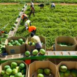 national-food-council-faces-backlash-over-industry-representation