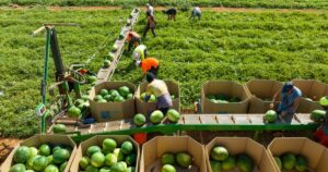 national-food-council-faces-backlash-over-industry-representation