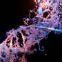 new-crispr-technology-accelerates-stem-cell-research-timelines
