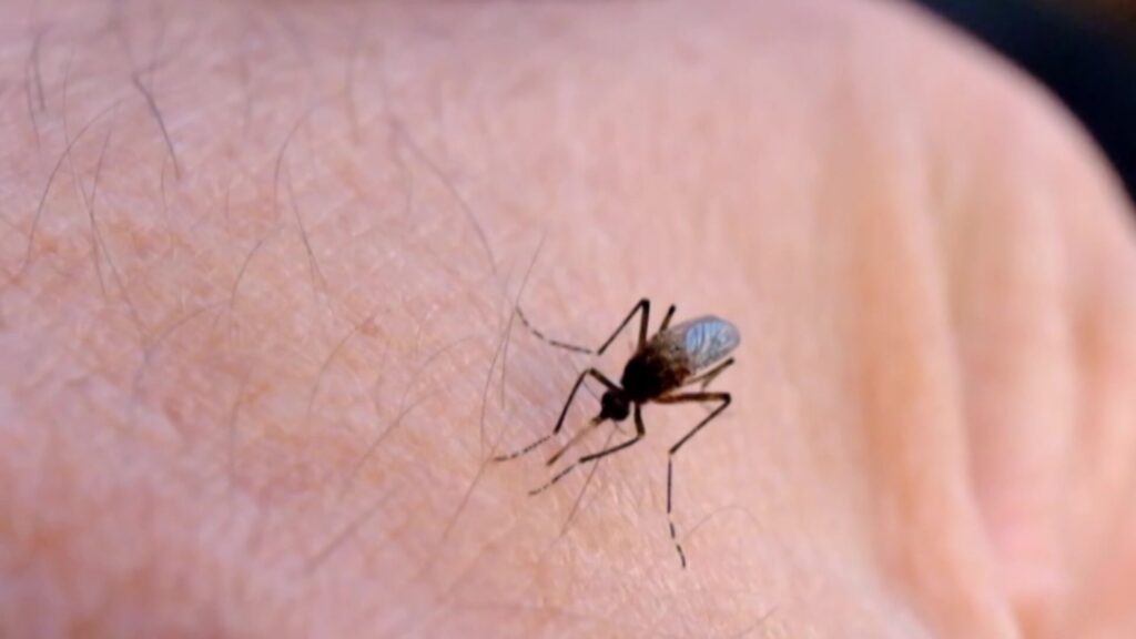 new-england-north-west-residents-urged-to-vaccinate-against-japanese-encephalitis