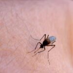 new-england-north-west-residents-urged-to-vaccinate-against-japanese-encephalitis