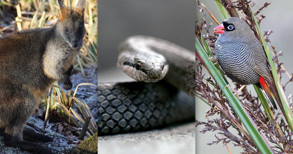 new-species-added-to-endangered-lists-as-conservation-plan-unveiled