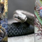 new-species-added-to-endangered-lists-as-conservation-plan-unveiled