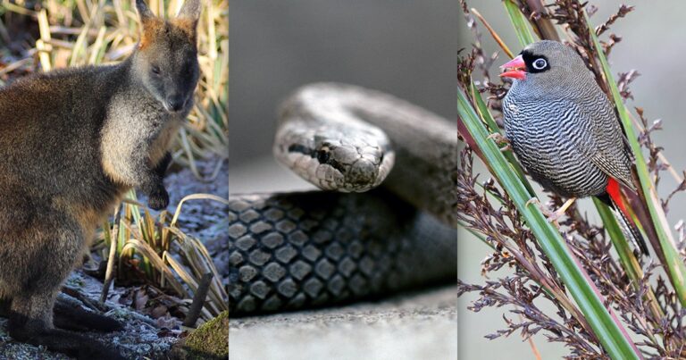 new-species-added-to-endangered-lists-as-conservation-plan-unveiled