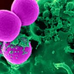 new-study-uncovers-hidden-antimicrobial-resistance-in-sewage
