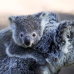 nsw-koala-population-estimate-reveals-surprising-new-figures