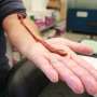 oldest-ribbon-worm-discovered-in-u-s-university-lab